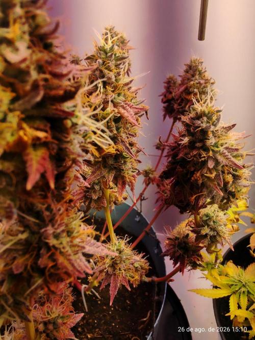 Skittles Pie Clones Indoor. Week 8