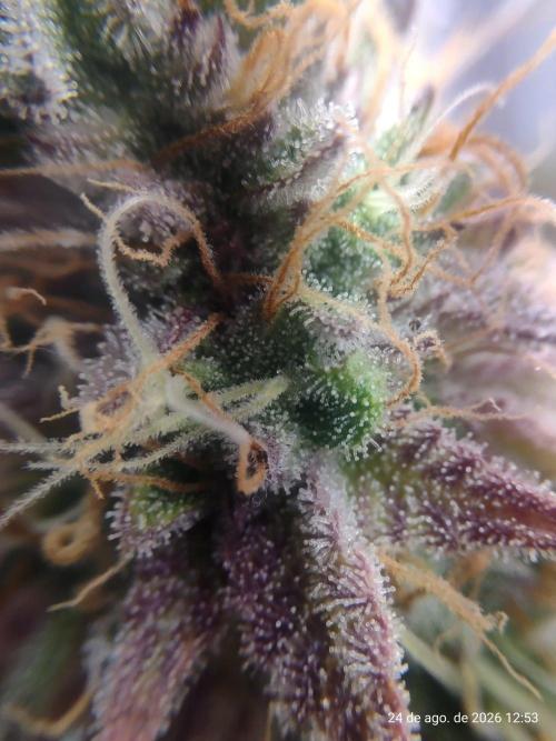 Skittles Pie Clones Indoor. Week 8