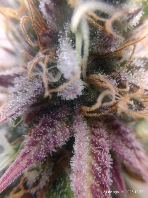 Skittles Pie Clones Indoor. Week 8
