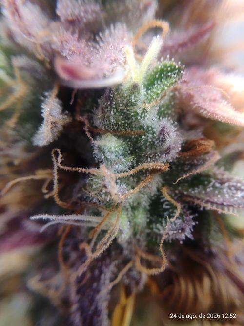 Skittles Pie Clones Indoor. Week 8