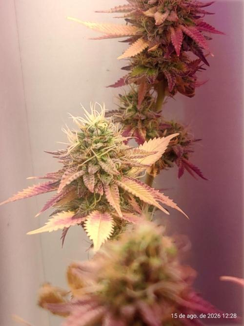 Skittles Pie Clones Indoor. Week 7