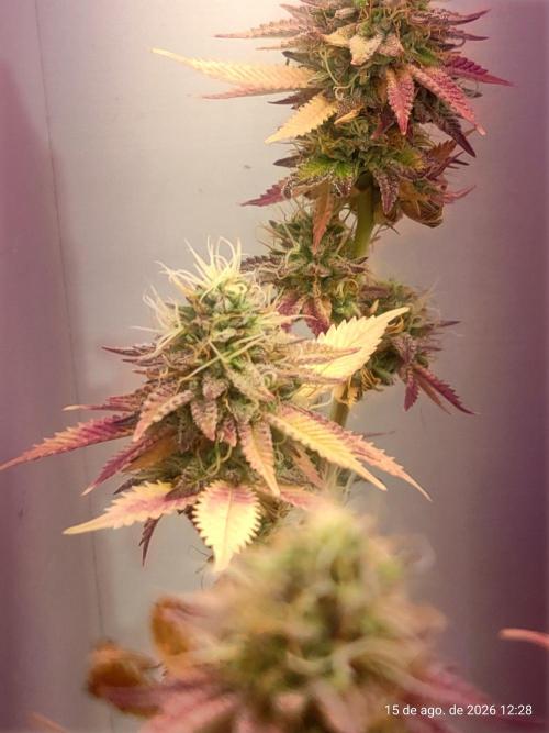 Skittles Pie Clones Indoor. Week 7