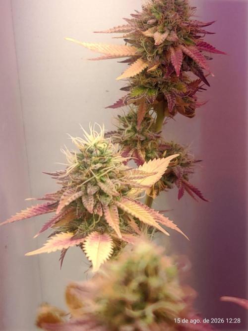 Skittles Pie Clones Indoor. Week 7