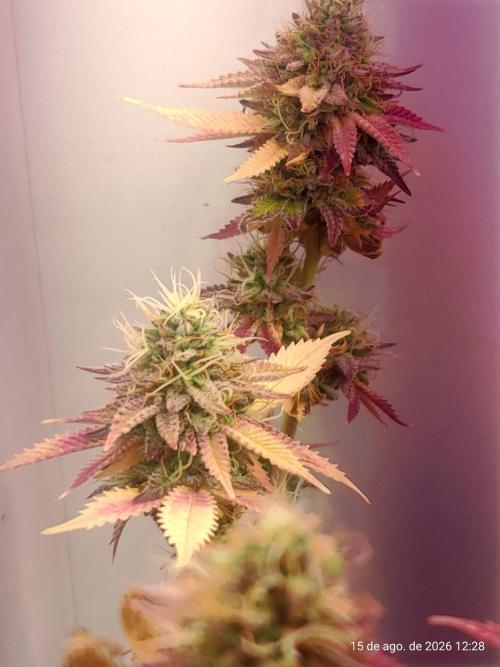 Skittles Pie Clones Indoor. Week 7