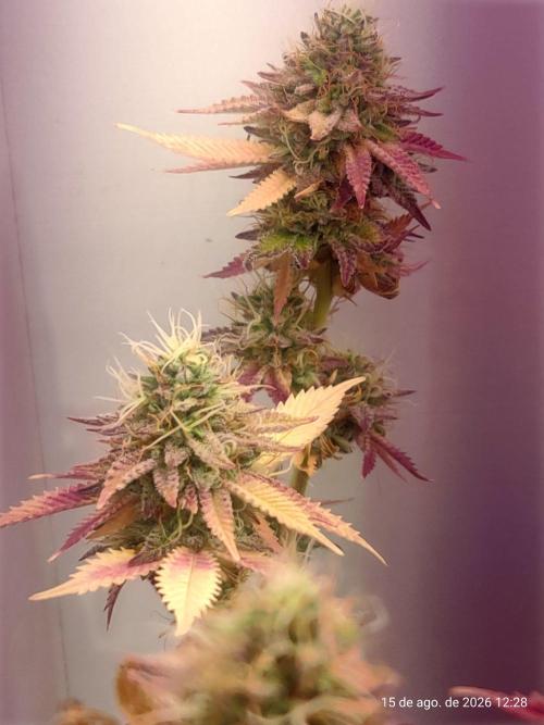 Skittles Pie Clones Indoor. Week 7