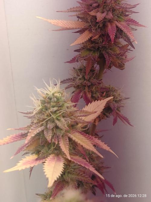 Skittles Pie Clones Indoor. Week 7