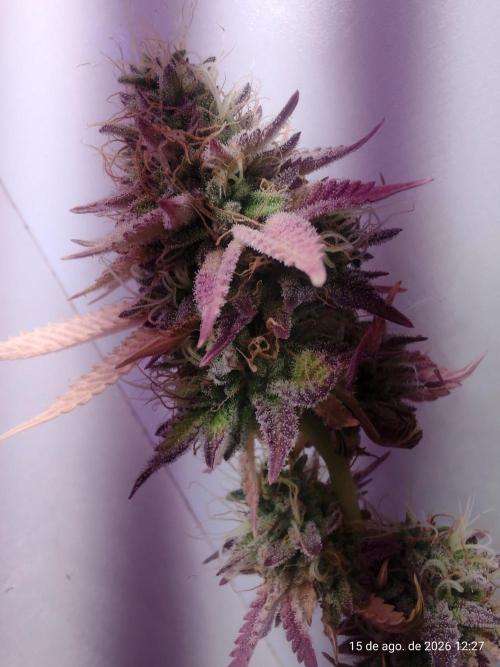 Skittles Pie Clones Indoor. Week 7