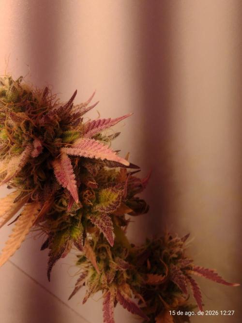 Skittles Pie Clones Indoor. Week 7