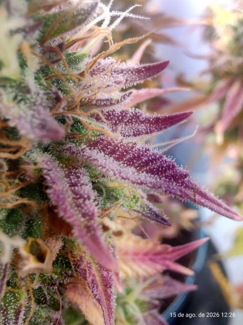 Skittles Pie Clones Indoor. Week 7
