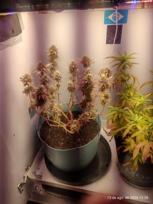 Skittles Pie Clones Indoor. Week 7