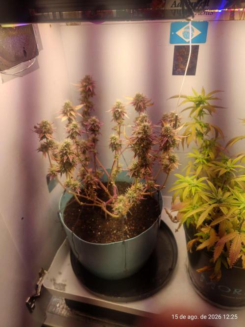 Skittles Pie Clones Indoor. Week 7
