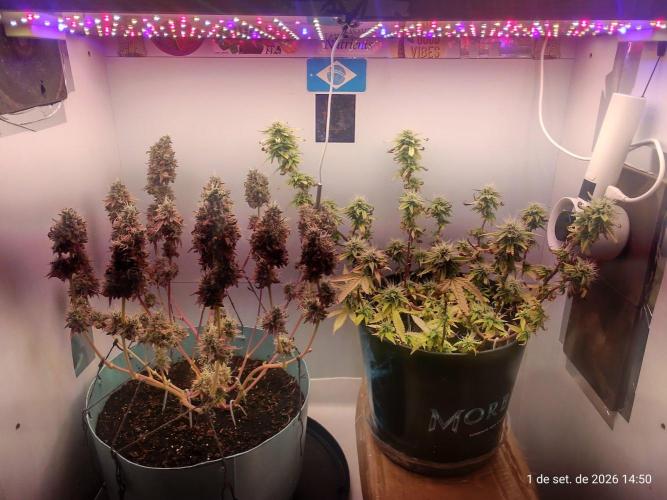 Skittles Pie Clones Indoor. Week 9