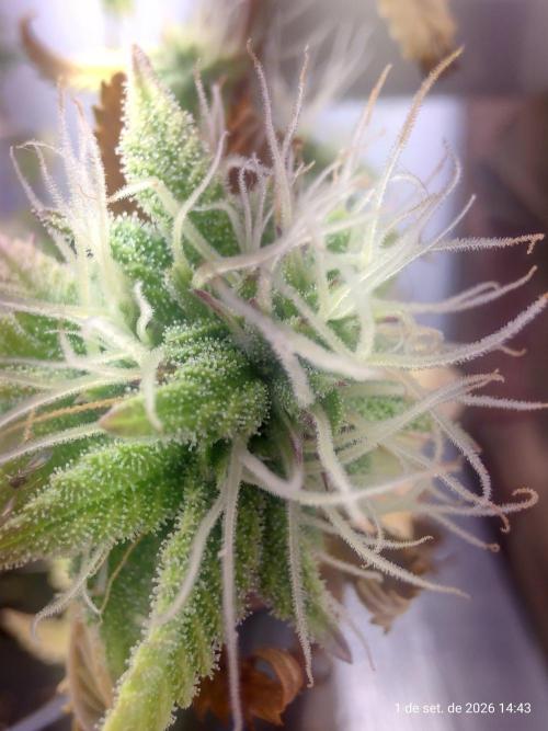 Skittles Pie Clones Indoor. Week 9