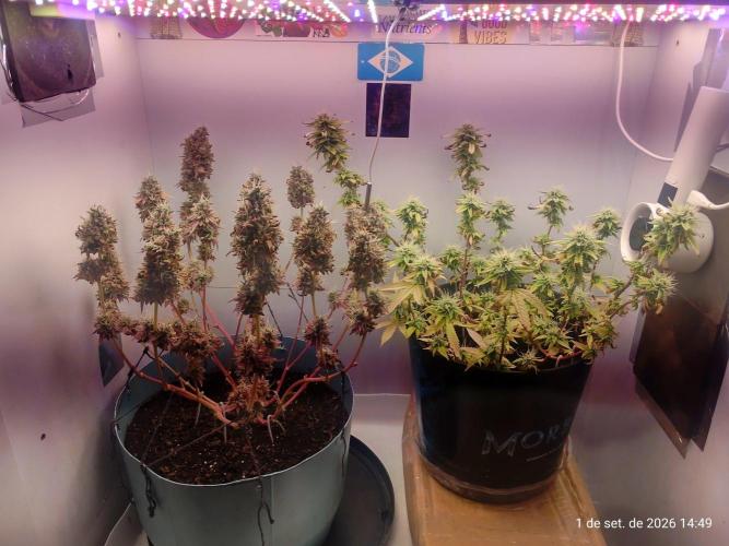 Skittles Pie Clones Indoor. Week 9