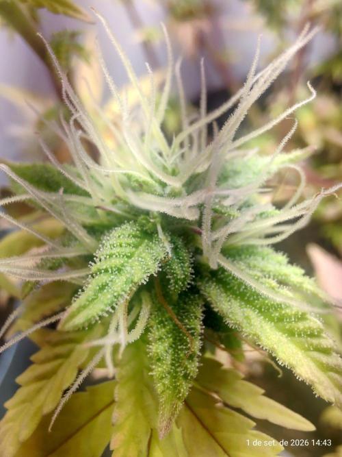 Skittles Pie Clones Indoor. Week 9
