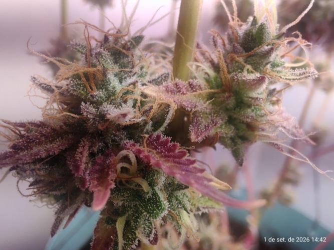 Skittles Pie Clones Indoor. Week 9