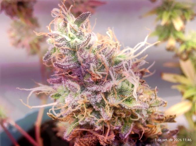 Skittles Pie. Week 9