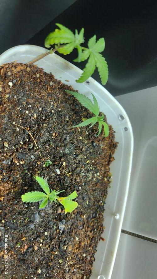 Skittles Pie Clones. Week 2