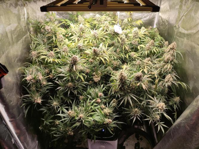 First Grow. Week 18