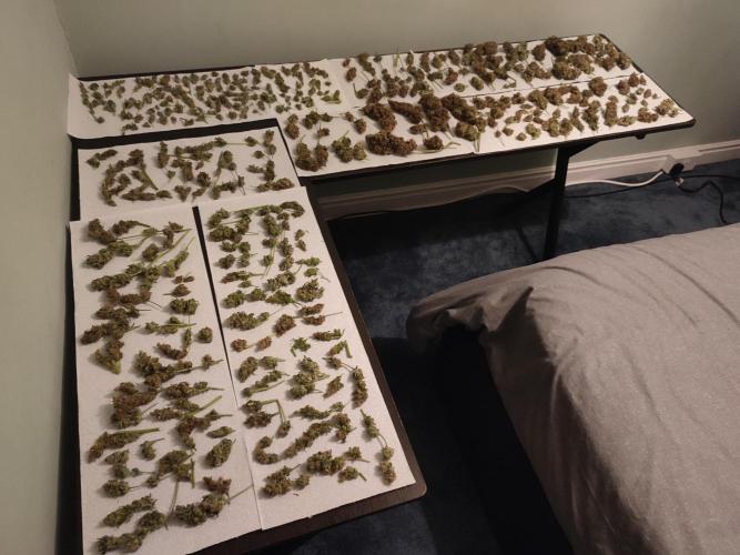 First Grow. Week 18