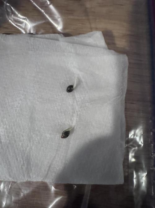 My First Grow. Week 0 - 39 hours after placing in paper towel with heating pad set at 78°F. 