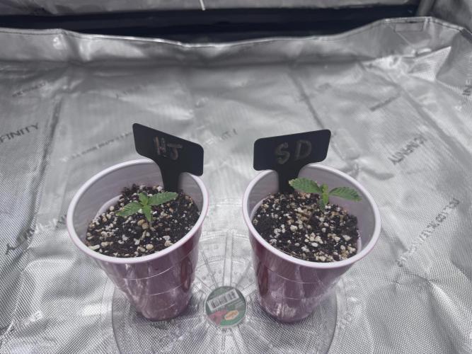 My First Grow. Week 1 - In the tent