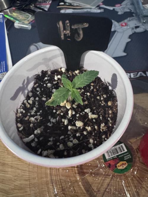 My First Grow. Week 1 - Hella Jelly after feeding. 