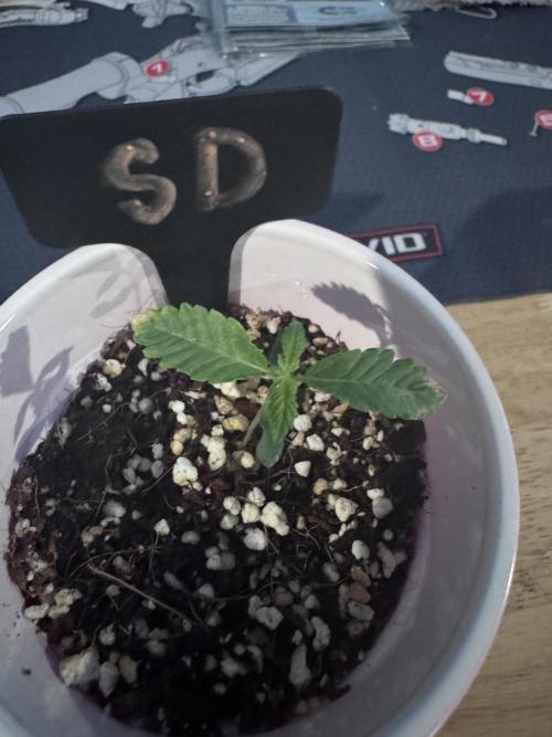 My First Grow. Week 1 - Sour Diesel after feeding. 