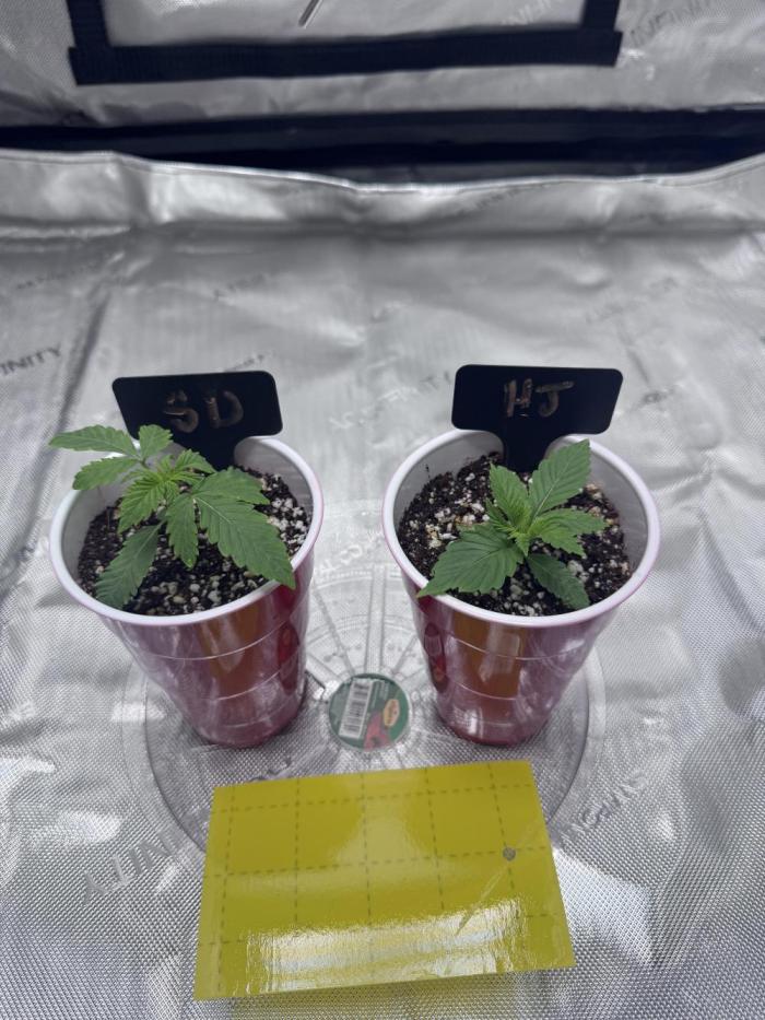 My First Grow. Week 2 - Week 2 after feeding. 