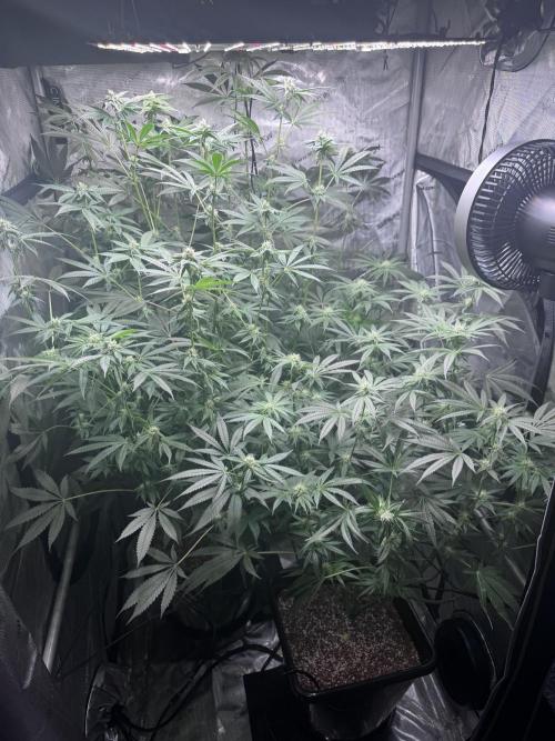 My First Grow. Week 3 - Before de-foliation