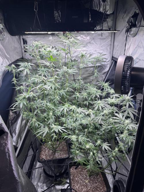 My First Grow. Week 3 - After de-foliation
