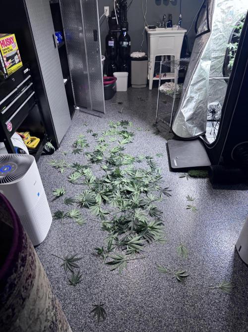 My First Grow. Week 3