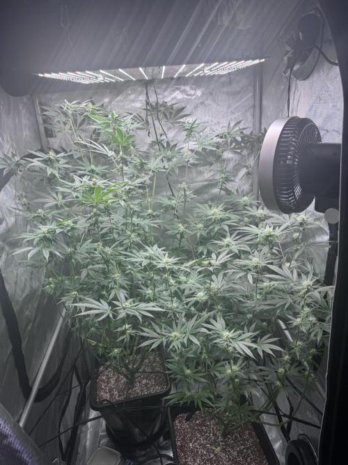 My First Grow. Week 4 - Sour Diesel-Top left corner
Hella Jelly-Bottom right corner
