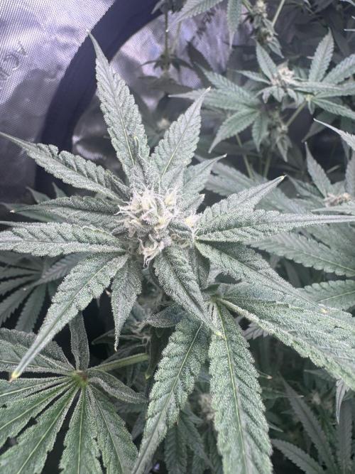 My First Grow. Week 4 - Sour Diesel