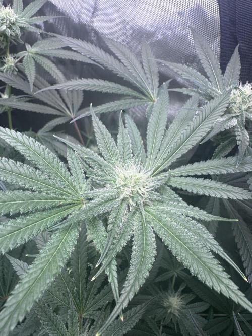 My First Grow. Week 4 - Hella Jelly