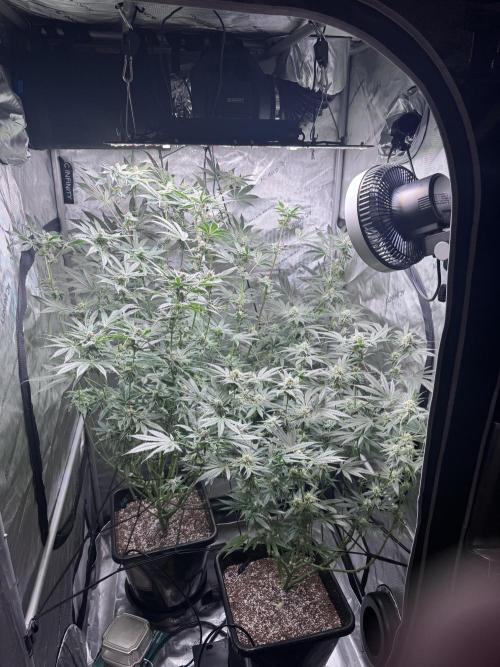 My First Grow. Week 5 - Top Left - Seedsman Sour Diesel
Bottom Right - Humboldt Hella Jelly