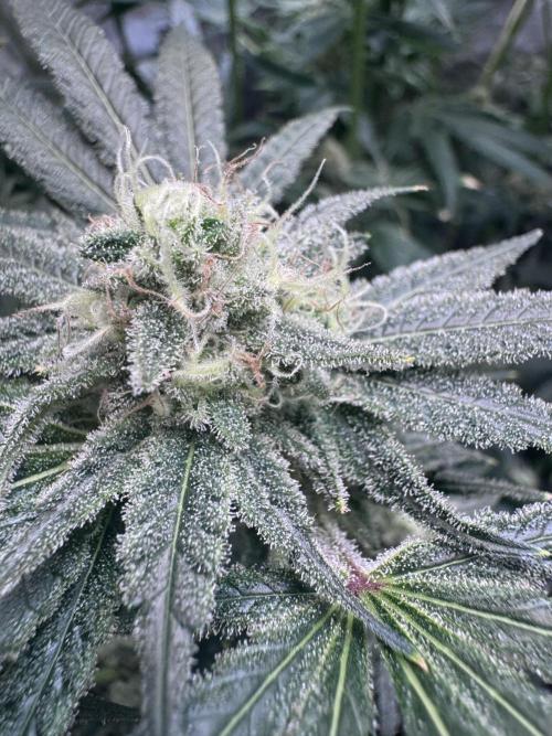 My First Grow. Week 5 - Humboldt Hella Jelly