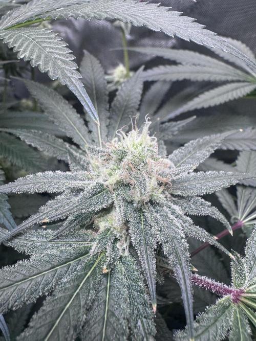 My First Grow. Week 5 - Humboldt Hella Jelly