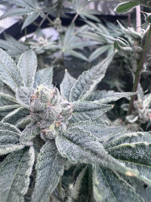 My First Grow. Week 5 - Seedsman Sour Diesel