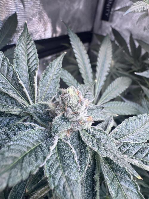 My First Grow. Week 5 - Seedsman Sour Diesel
