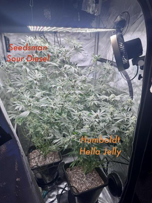 My First Grow. Week 6