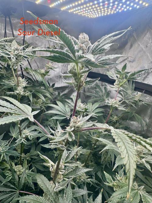 My First Grow. Week 6