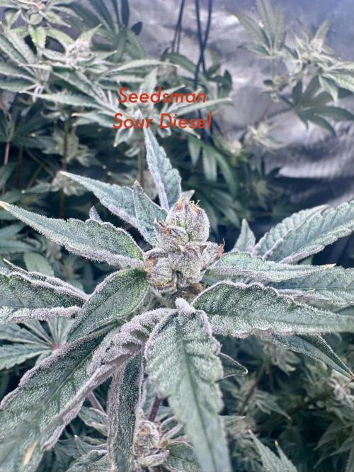 My First Grow. Week 6