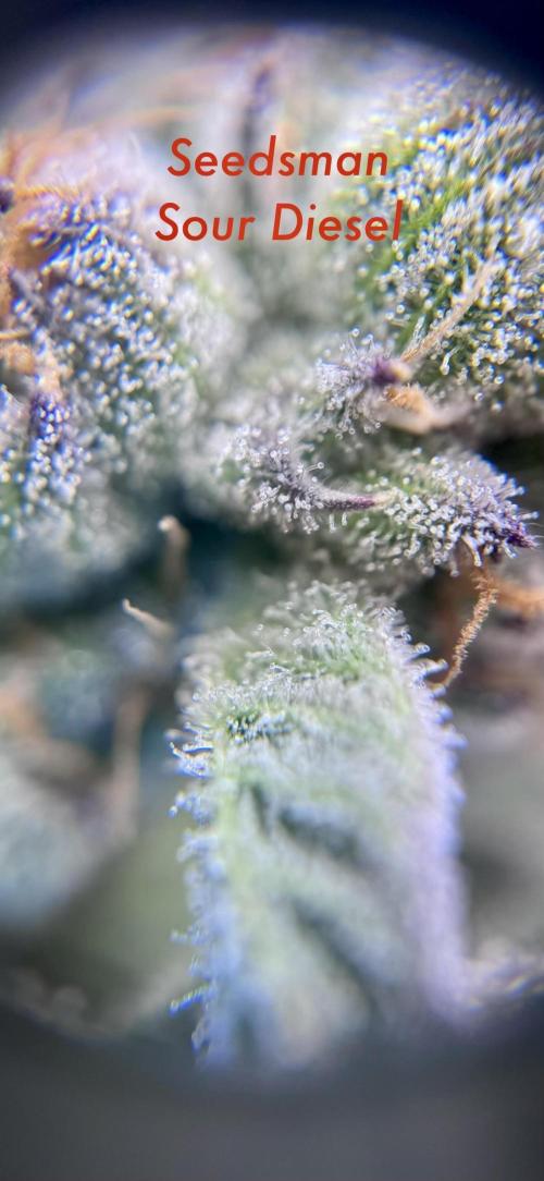 My First Grow. Week 6