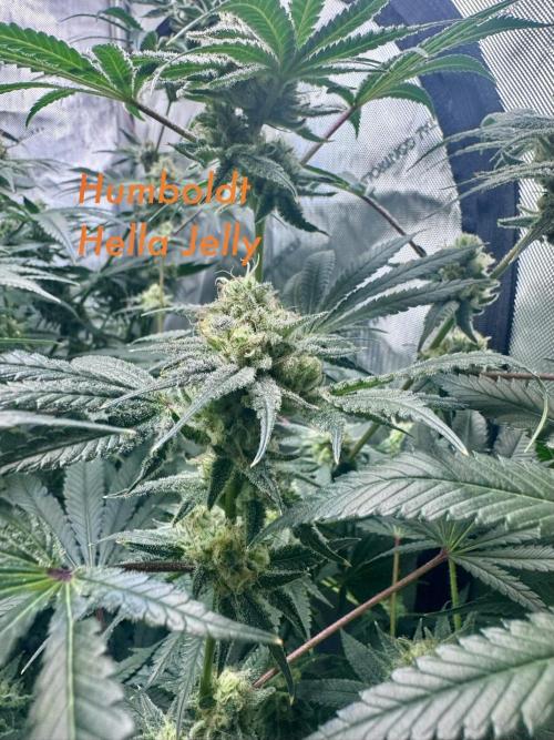 My First Grow. Week 6