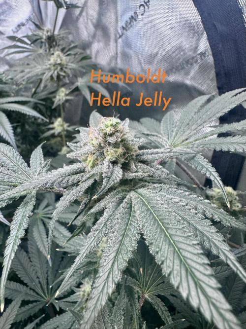 My First Grow. Week 6