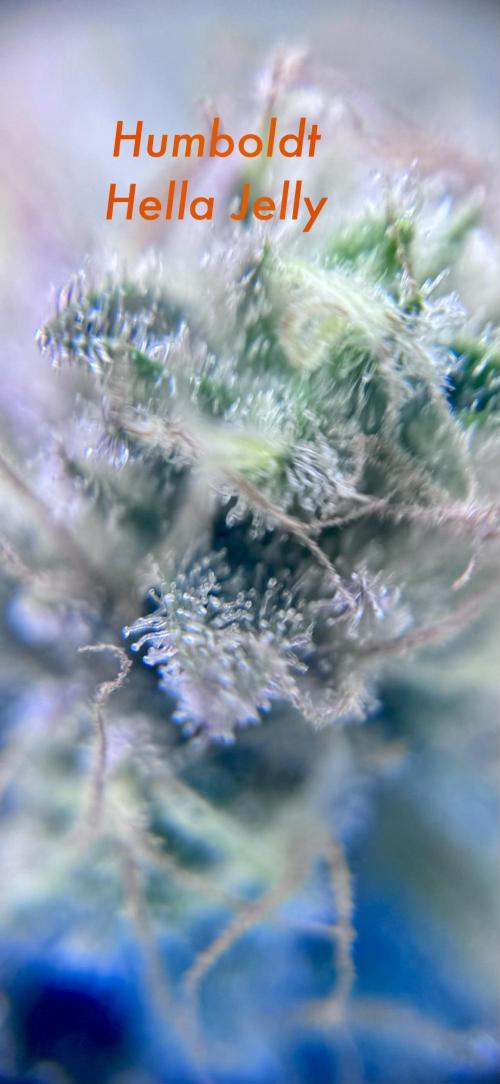 My First Grow. Week 6