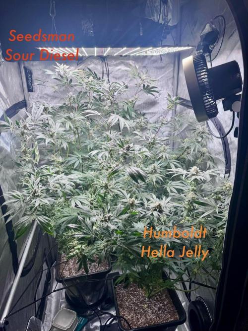 My First Grow. Week 7