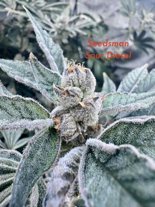 My First Grow. Week 7