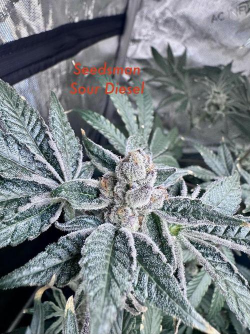 My First Grow. Week 7